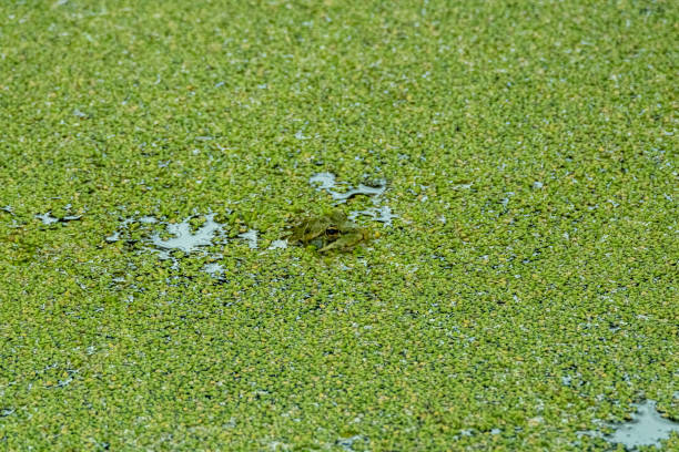 Lurking frog in a pond full of algae stock photo