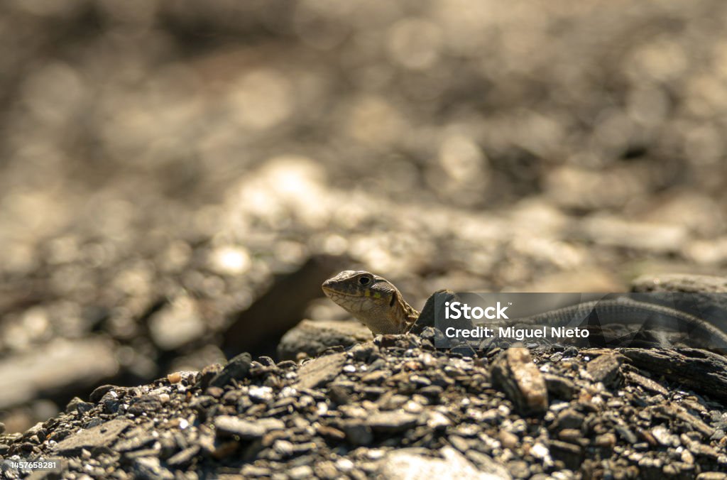 A small lizard hiding unsuccessfully Animal Stock Photo