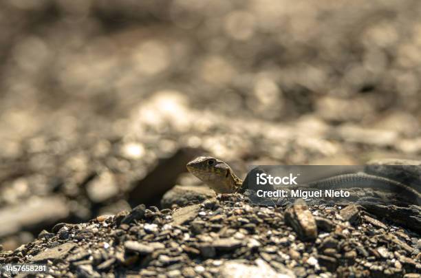 A Small Lizard Hiding Unsuccessfully Stock Photo - Download Image Now - Animal, Animal Wildlife, Animals In The Wild