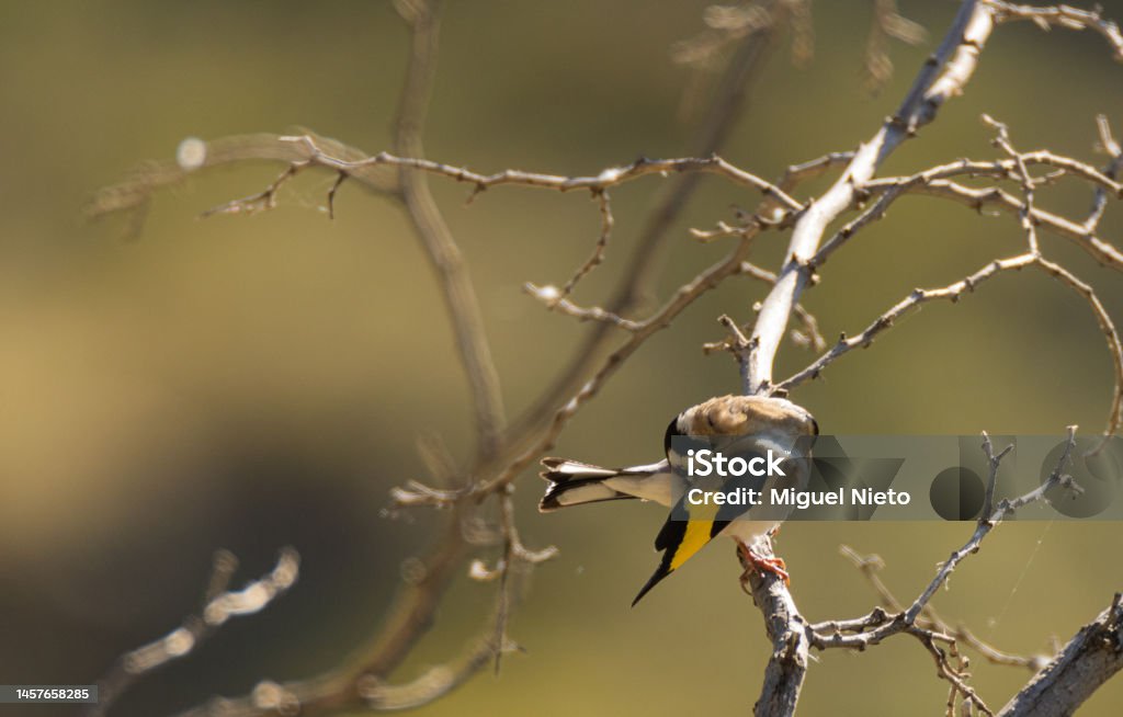 a goldfinch placing its feathers correctly Animal Stock Photo