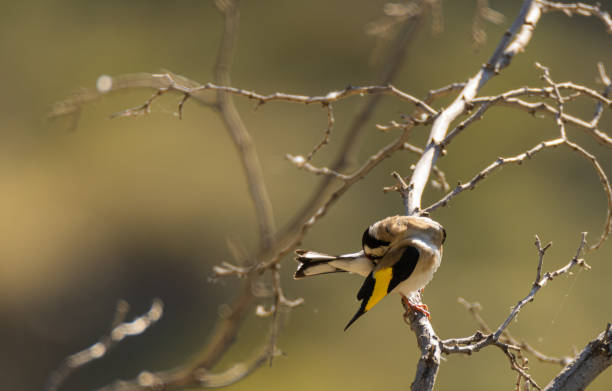 a goldfinch placing its feathers correctly stock photo