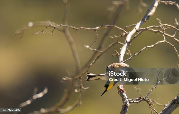 A Goldfinch Placing Its Feathers Correctly Stock Photo - Download Image Now - Animal, Animal Wildlife, Backgrounds