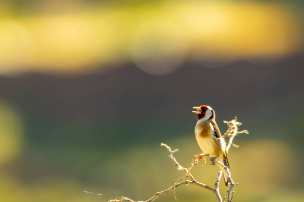 A cheerful goldfinch singing a melody stock photo