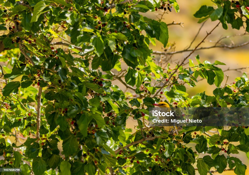 A female golden oriole looking for ripe blackberries Animal Stock Photo