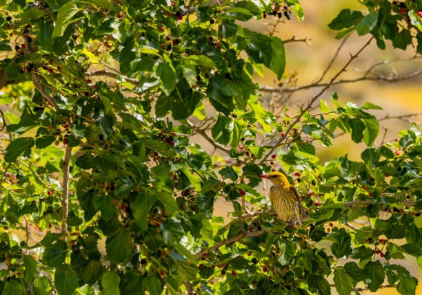 A female golden oriole looking for ripe blackberries stock photo