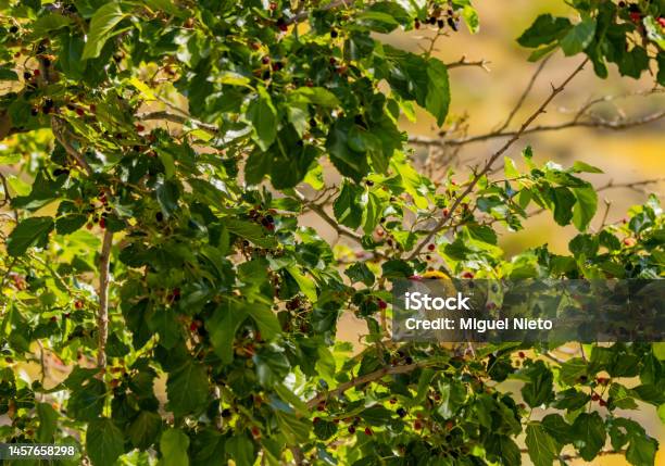 A Female Golden Oriole Looking For Ripe Blackberries Stock Photo - Download Image Now