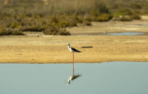 A black-winged stilt on a pond's shore stock photo