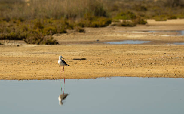 A black-winged stilt watching the surroundings stock photo