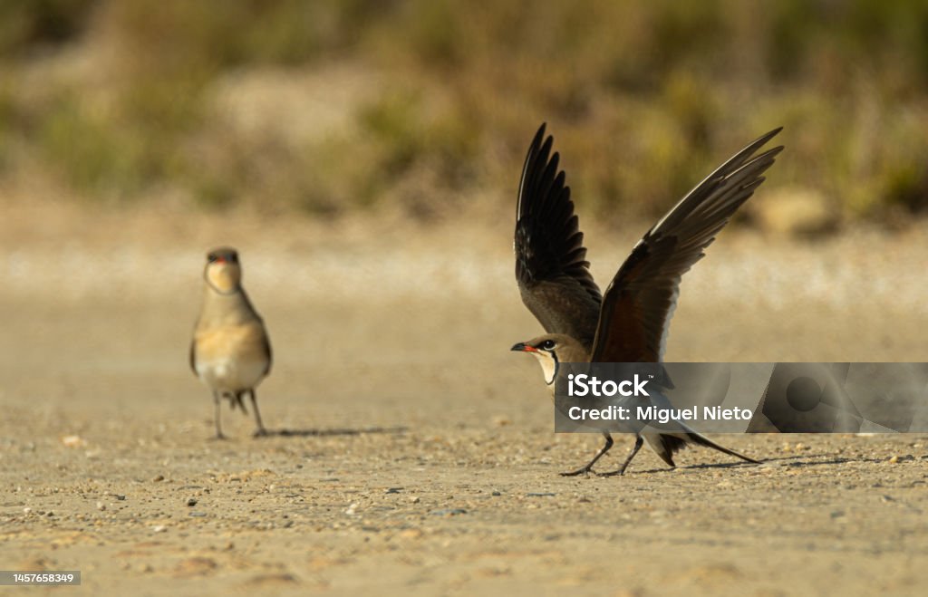 A pair of collared pratincole attracting a predator Animal Stock Photo