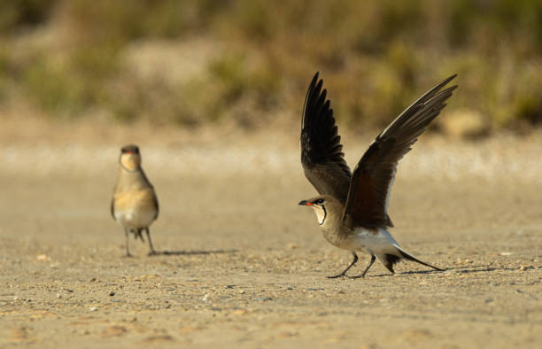 A pair of collared pratincole attracting a predator stock photo