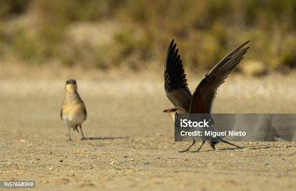 A Pair Of Collared Pratincole Attracting A Predator Stock Photo - Download Image Now