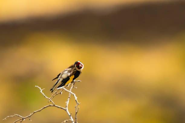 A goldfinch scratching its lice stock photo