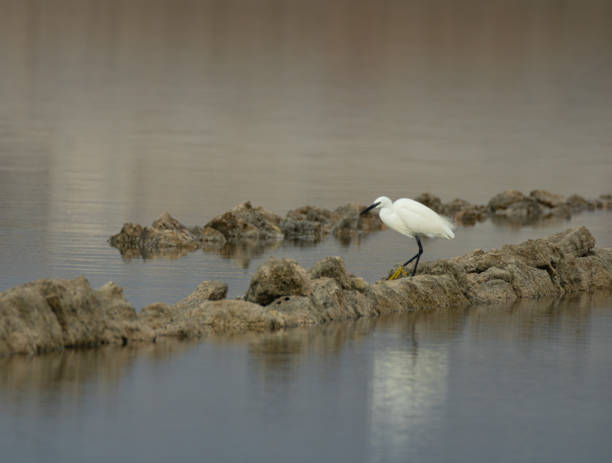 A little egret lurking on some rocks stock photo