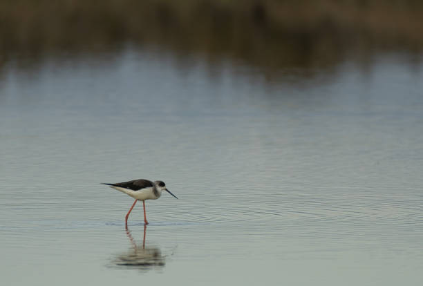 istock A black-winged stilt hunting water critters 1457658476