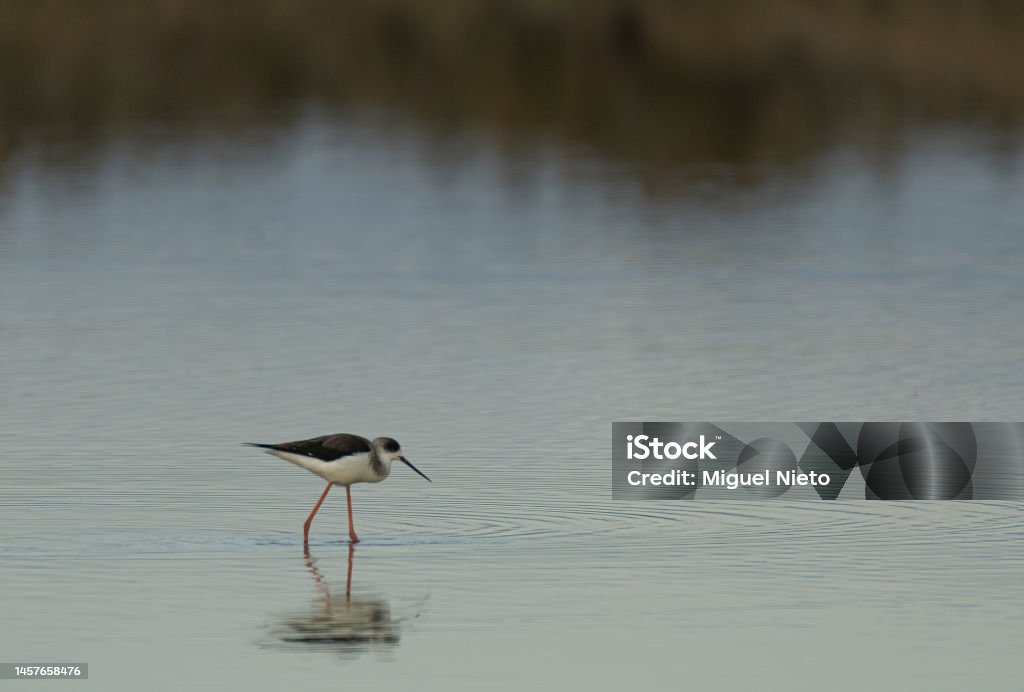 A black-winged stilt hunting water critters Animal Stock Photo
