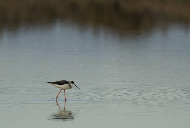 A black-winged stilt hunting water critters stock photo