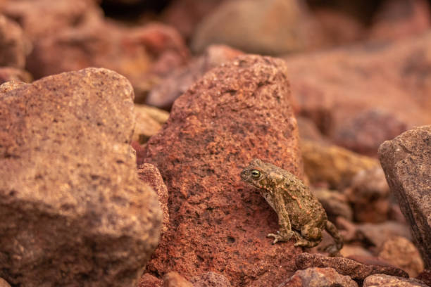 A toad climbing a red stone stock photo