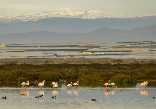 Flamingos and northern shovelers on a lake stock photo