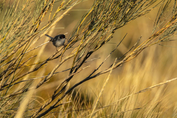 A sardinian warbler on a broom branch stock photo