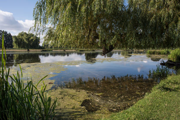 istock Ponds at Bushy Park 1457659223