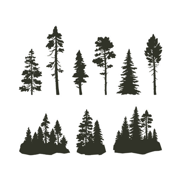 bildbanksillustrationer, clip art samt tecknat material och ikoner med set of vector coniferous trees. silhouette of trees and forest isolated on white background. nature hand drawn elements for design - tall