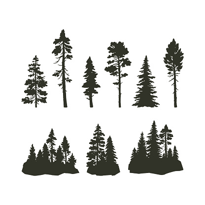 Set of vector coniferous trees. Silhouette of trees and forest isolated on white background. Nature hand drawn elements for design