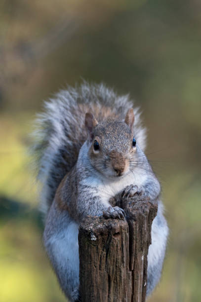 istock Portrait of a squirrel 1457662910