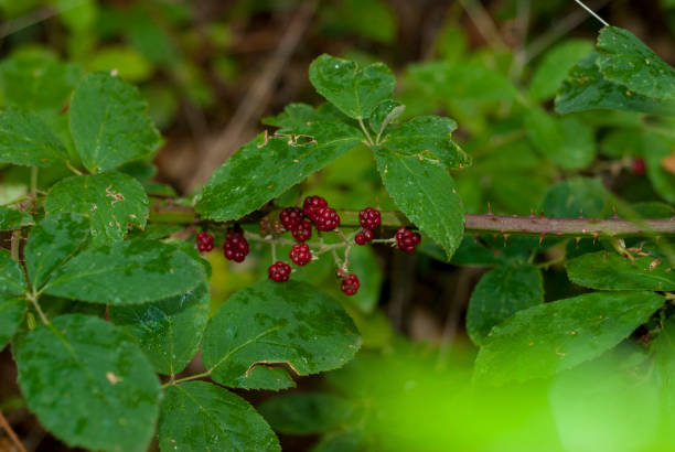 istock wild red mulberries under green leaves with raindrops horizontal 1457662970