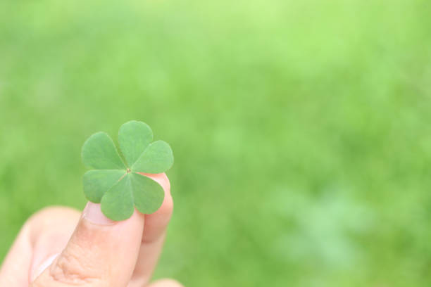 istock Fresh clover leaf, three-leaved shamrock, on hand with blurred green background. Happy St. Patrick's Day. Selective focus, clover leaves is symbolic of fourth luck. 1457663005
