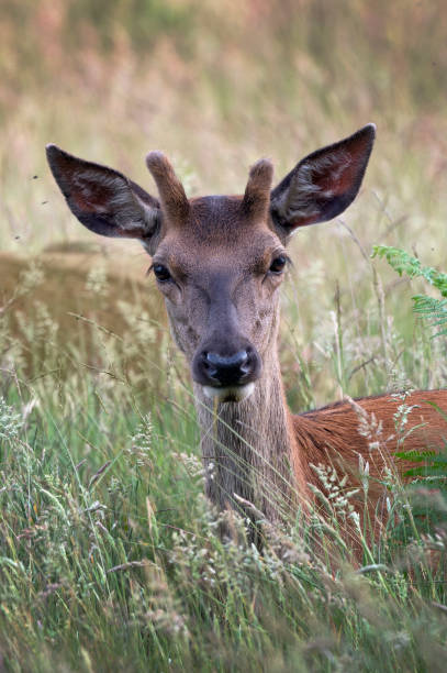 istock Portrait of a young stag 1457663022