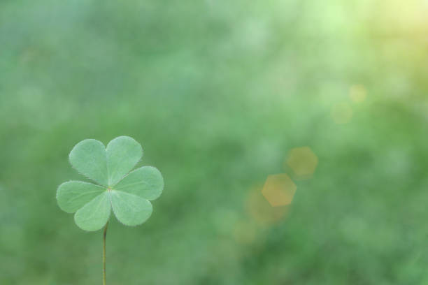 istock Fresh clover leaf , three-leaved shamrock, with blurred green background. Happy St. Patrick's Day. Selective focus, clover leaves is symbolic of fourth luck. 1457663111