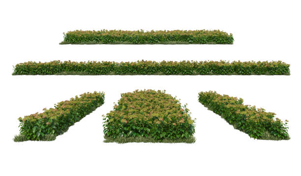istock 3d render Shrubs and flower on a white background 1457663588