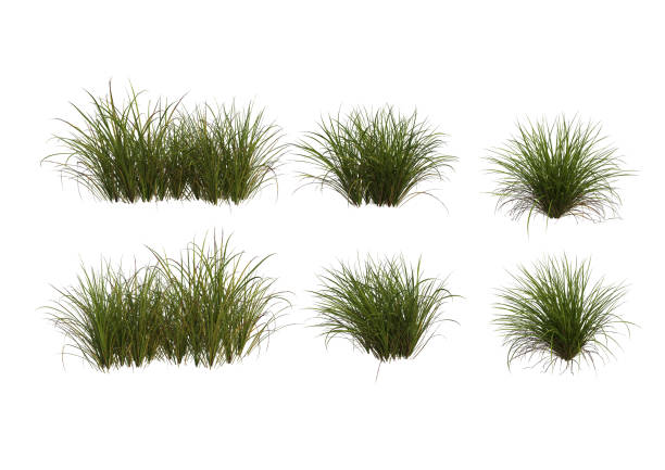 istock 3d render Shrubs and flower on a white background 1457663627