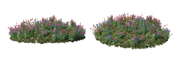 istock 3d render Shrubs and flower on a white background 1457663968
