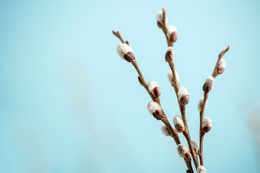 Pussy willow twigs with catkins on a blue sky background. Space for copy.