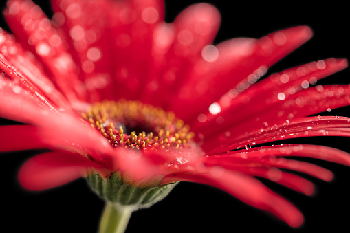 Close-up of a red Gerbera flower with water drops. Shallow depth of field, beautiful bokeh.