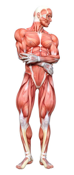 istock 3D Rendering Male Anatomy Figure on White 1457666247