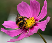 Bumblebee on a Cosmos flower head.