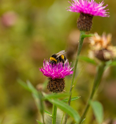 A White tailed Bumblebee (Bombus lucorum) on a Thistle flower head.