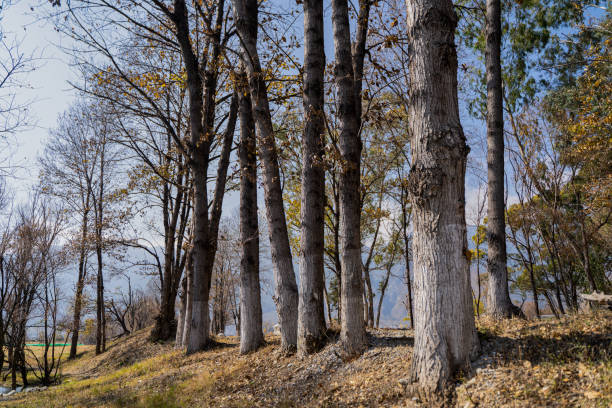 The forest by the sea