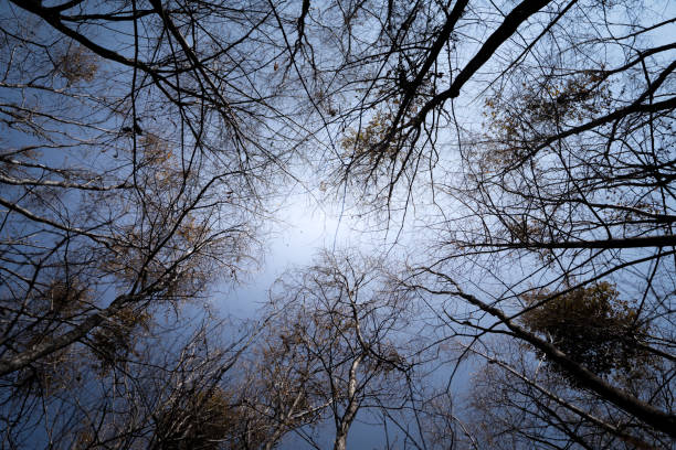 istock The forest by the sea 1457669667