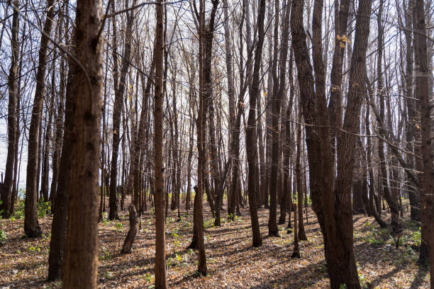 The forest by the sea