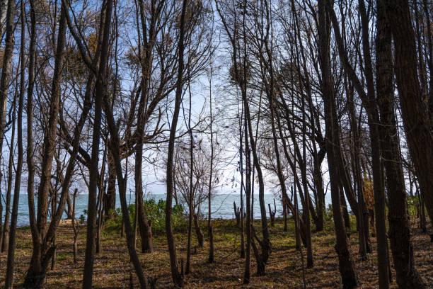 The forest by the sea