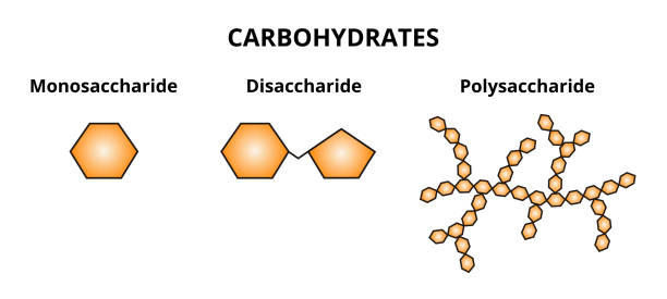 illustrations, cliparts, dessins animés et icônes de ensemble vectoriel de trois catégories de glucides – monosaccharide, disaccharide et polysaccharide. - carb