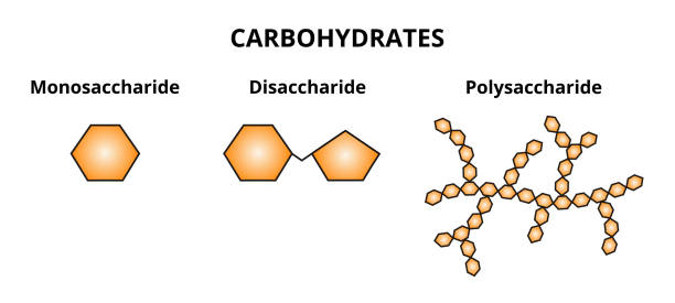 wektorowy zestaw trzech kategorii węglowodanów – monosacharyd, disacharyd i polisacharyd. - chemistry molecule formula molecular structure stock illustrations