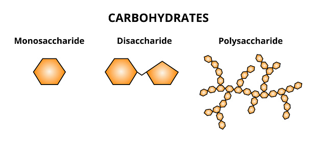 Vector set of three categories of carbohydrates – monosaccharide, disaccharide, and polysaccharide. The simplest sugars, two monosaccharides linked together, polymers containing more monosaccharides. The icons are isolated on a white background.