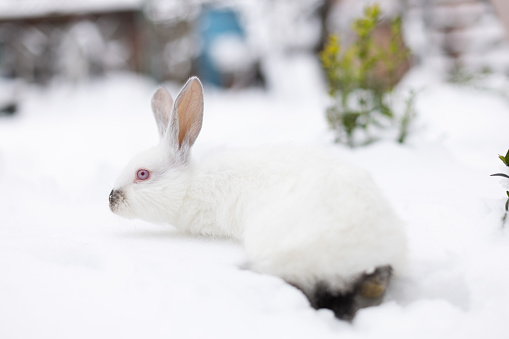 White rabbit walking on snow outside and searching for food. Rear view.