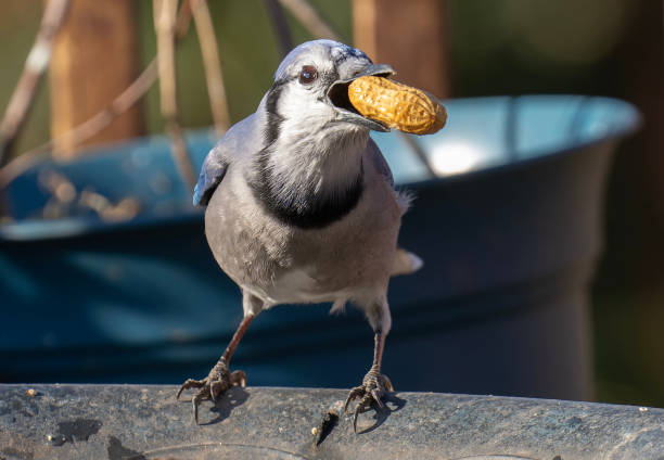 istock Bluejay on the bird bath with a peanut 1457672984