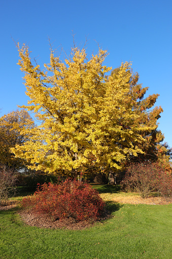 Deciduous tree with leaves in various colourful tones from red and amber to green