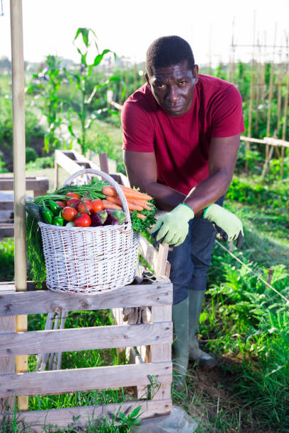istock Man posing in garden with harvested vegetables 1457676038